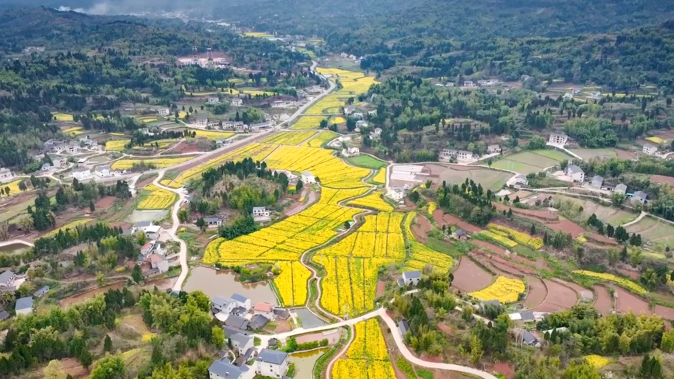 重慶大足: 8000多畝金黃油菜花盛放